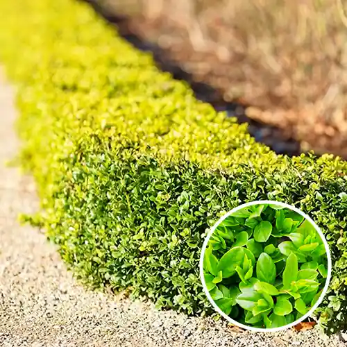 Buxus sempervirens 20-30 | Flitsaanbieding