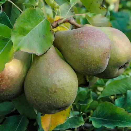 Premium | Oude perenboom ‘Gieser Wildeman‘