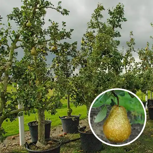 Actieprijs | Oude perenboom ‘Triomph de Vienne‘