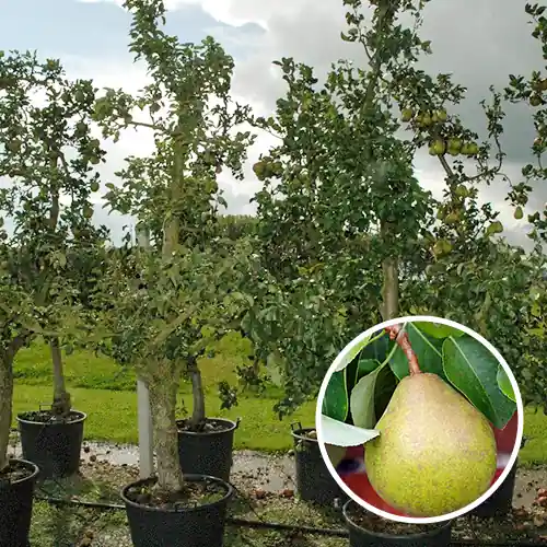 Koop vandaag | Oude perenboom ‘Doyenne du Comice‘