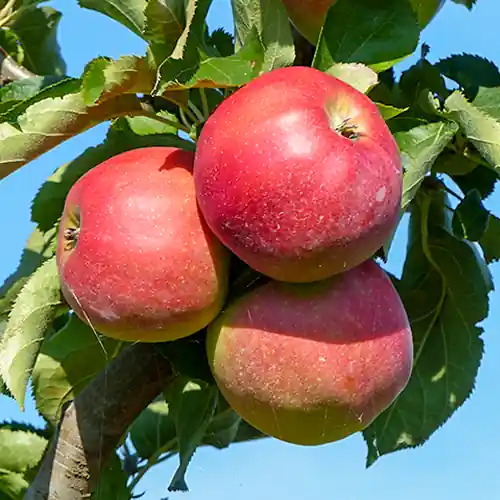 Nieuwe release - Zware hoogstam appelboom Jonagold