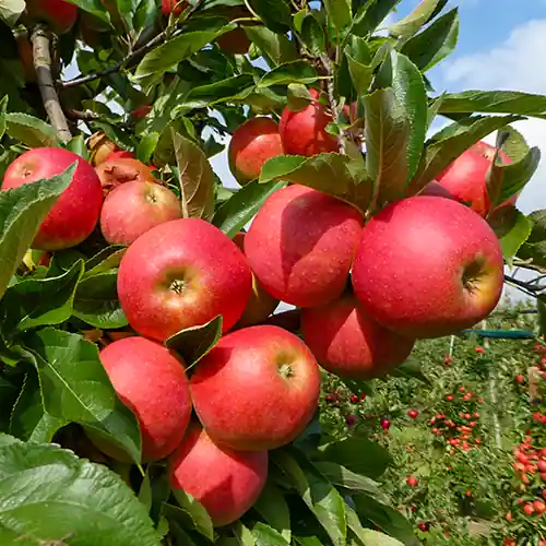Nieuw in de shop - Zware hoogstam appelboom Elstar