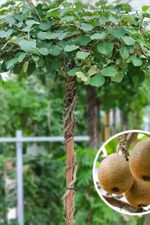 Dak Kiwi | Aanbieding