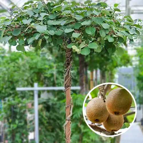 Dak Kiwi | Aanbieding