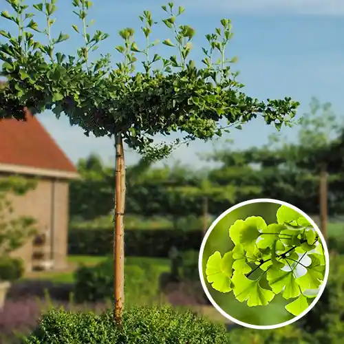 Bestel vandaag | Dak Ginkgo