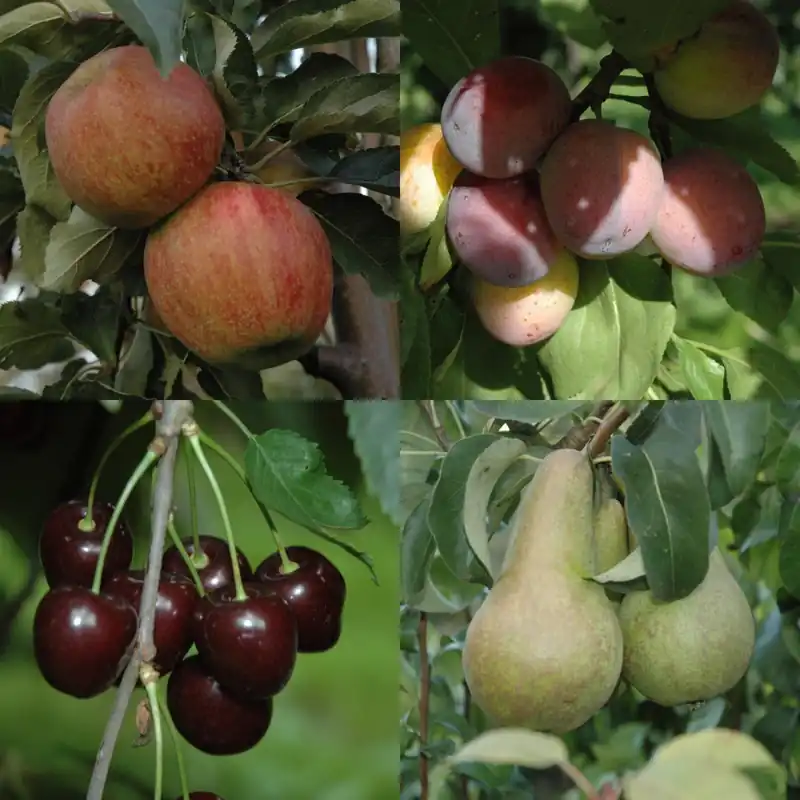 Nieuw binnen | 4 Fruitbomen Laagstam of Halfstam