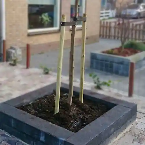 Vanaf nu beschikbaar | Aanplantservice Bomen