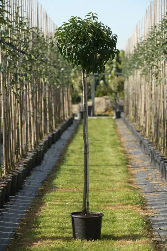 Nieuw in het assortiment - Portugese Laurier bol op stam