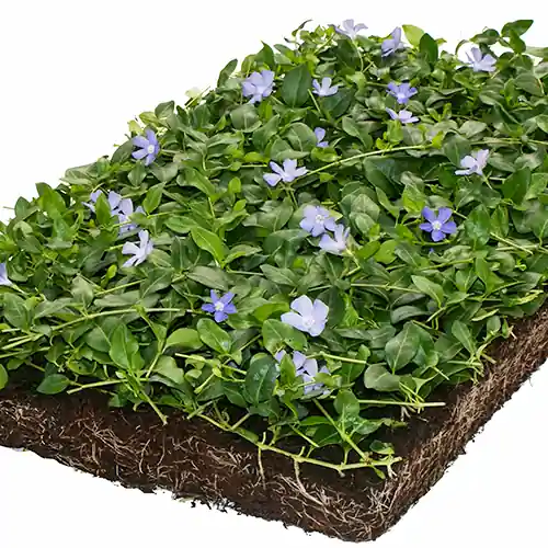 Speciale aanbieding | Vinca minor matten