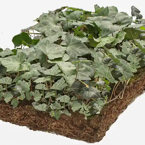 Uitverkoop | Hedera matten
