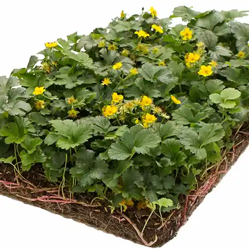 Waldsteinia ternata matten - Op = op
