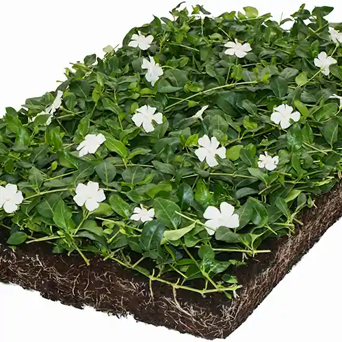 Vinca minor Alba matten - Actie loopt bijna af
