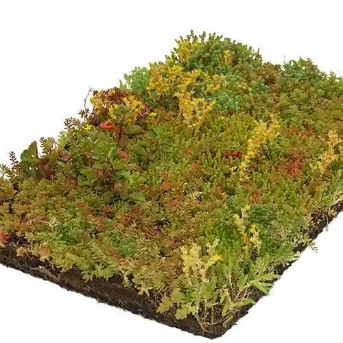 Expreslevering | Sedum matten