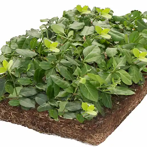 Euonymus matten - Voordeelprijs