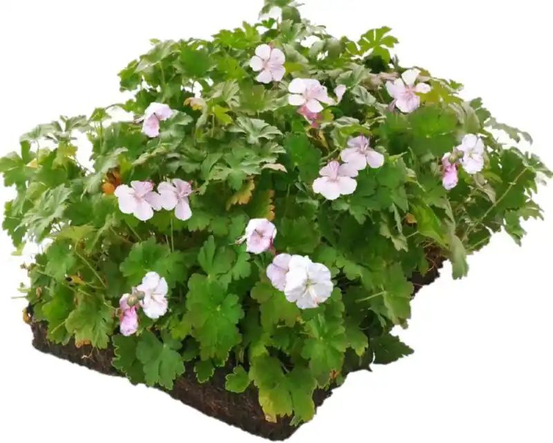 Online kopen - Geranium Biokovo matten