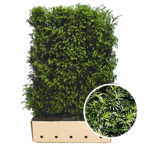Flitsaanbieding | Kant en klaar haag Taxus Baccata