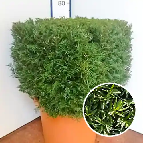 Trending | Taxus baccata Blokvorm