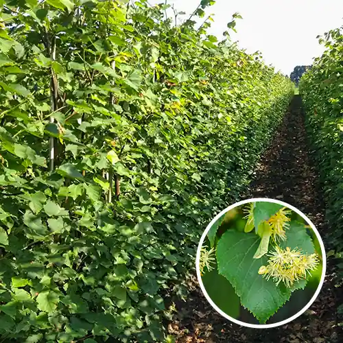 Op = op | Kant en klaarhaag Tilia cordata