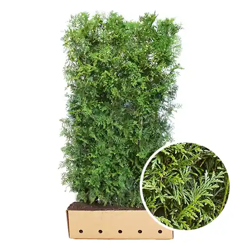 Expreslevering - Kant en klaarhaag Thuja Brabant