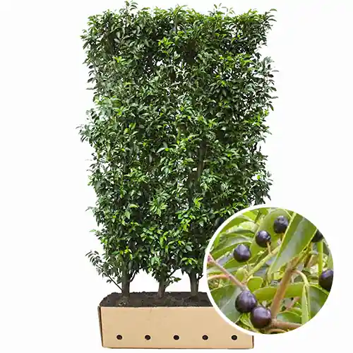 Snelle levering - Kant en klaar haag Prunus lusitanica Angustifolia
