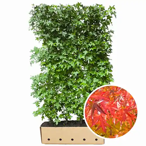 Online kopen | Kant en klaarhaag Liquidambar Styraciflua
