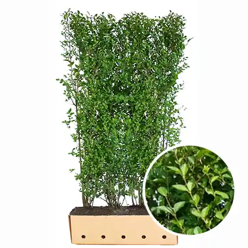 Kant en klaarhaag Ligustrum Ovalifolium | Direct van de fabrikant