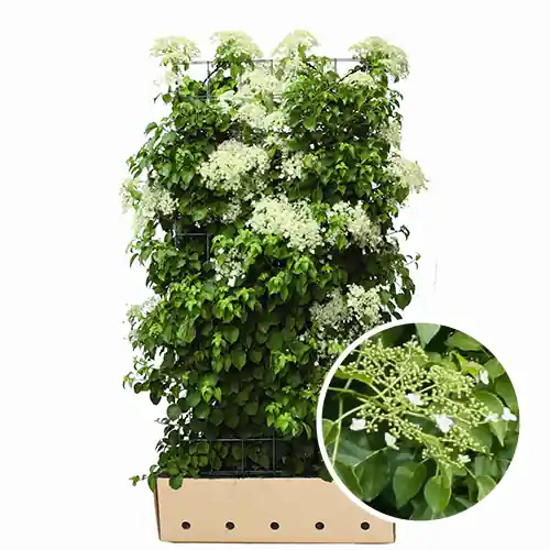 Kant en klaarhaag Klimhortensia | Gratis retourneren
