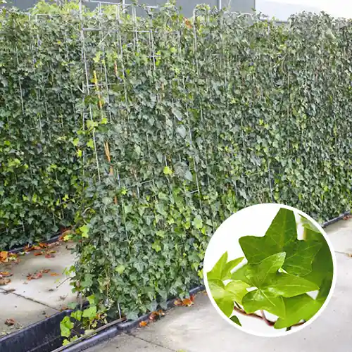 Bestel nu | Quickhedge Kant en klaarhaag Hedera Hibernica