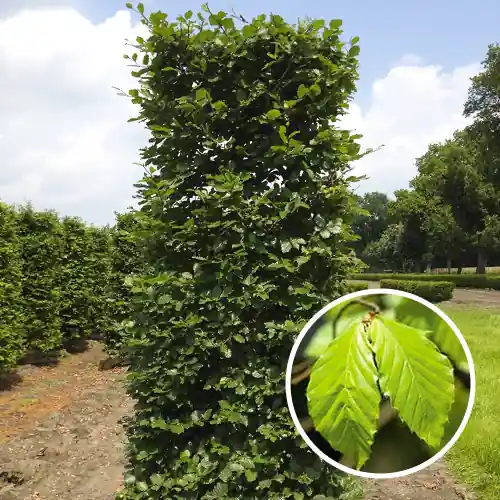 Extra korting | Blokvorm Fagus sylvatica