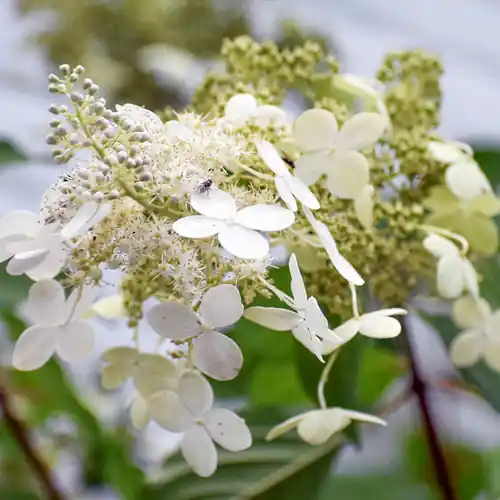 Hydrangea paniculata Dart‘s Little Dot - Snelle verzending