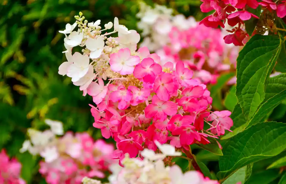 Hydrangea paniculata Pinky Winky | Voordeelprijs