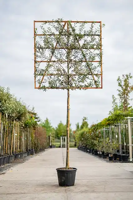 Steeneik Quercus ilex Lei | Deal