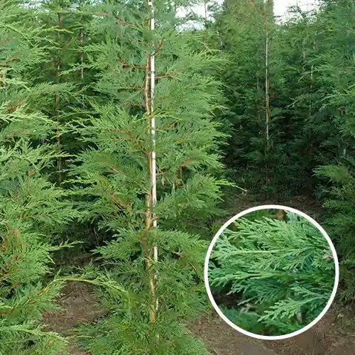 Leylandii - Online bestellen