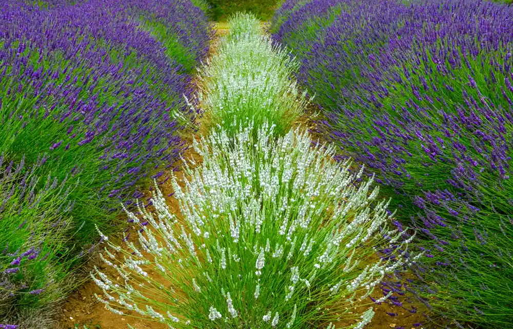 Prijsverlaging | Lavendel Edelweiss