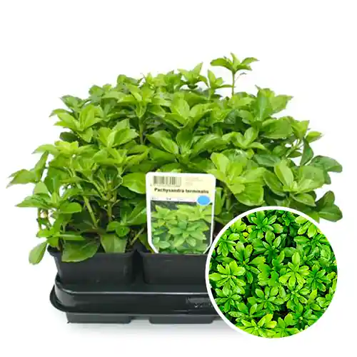 Pachysandra - Sale