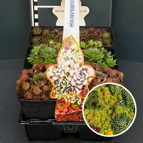 Sempervivum mix - Zojuist toegevoegd