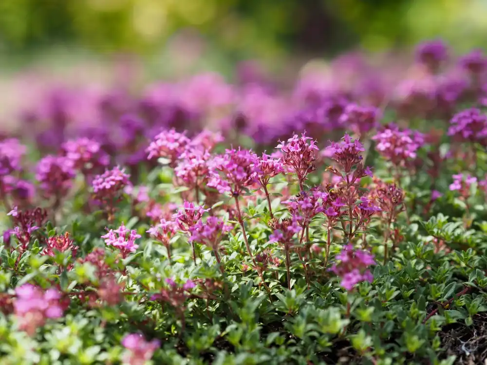 Thymus serpyllum - Actieprijs