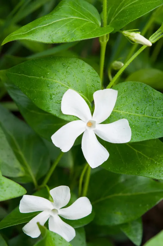 Bestel vandaag | Vinca Minor Alba