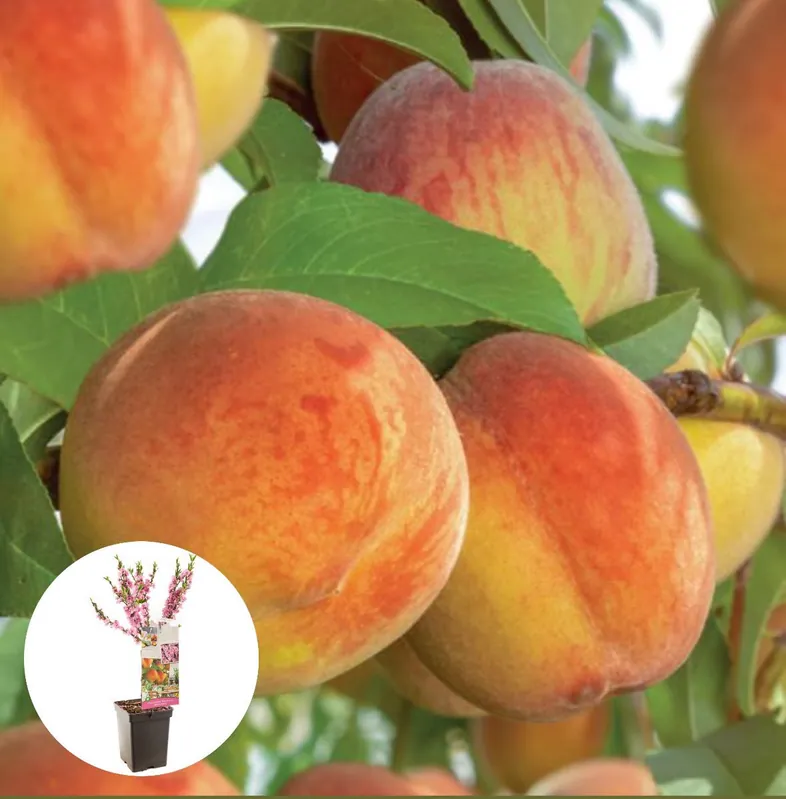 Superprijs | Dwergperzik roze bloesem