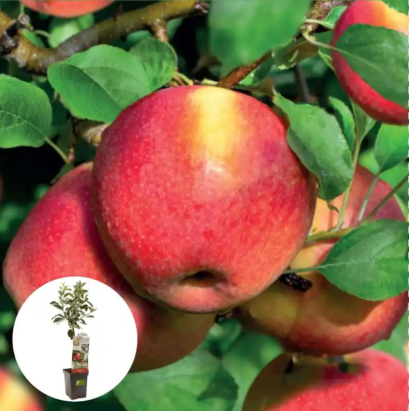 Handappel Braeburn Patiofruit - Op voorraad