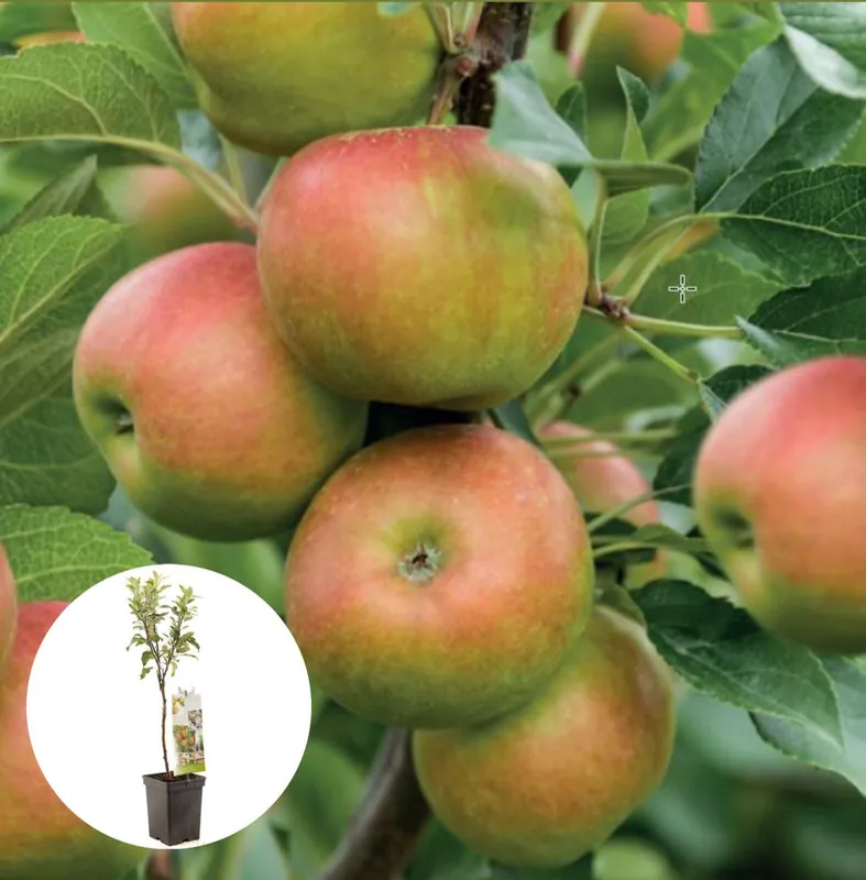 Handappel Cox orange Pippin Patiofruit | Rechtstreeks uit de fabriek