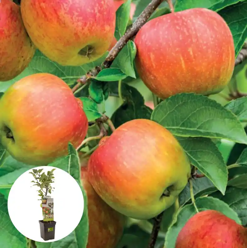 Topkwaliteit - Handappel Delcorf Patiofruit