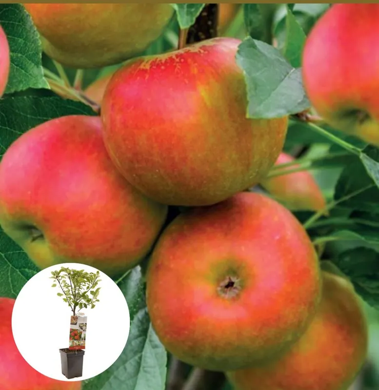 Laatste kans | Najaarsappel Elstar Patiofruit