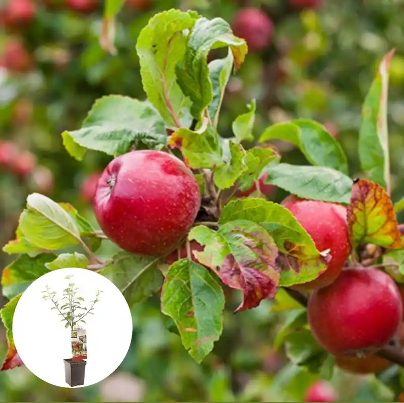 Topdeal | Handappel Gala Patiofruit