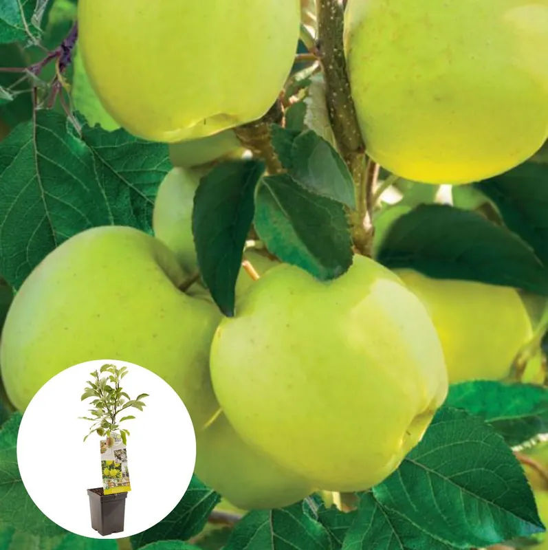 Gele handappel Golden Delicious Patiofruit - Populair