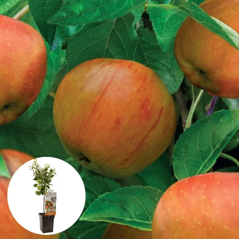 Hand-moesappel James Grieve Patiofruit | Populair bij klanten