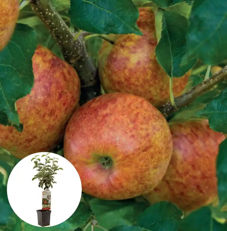 Op voorraad | Rode handappel Jonagold Patiofruit