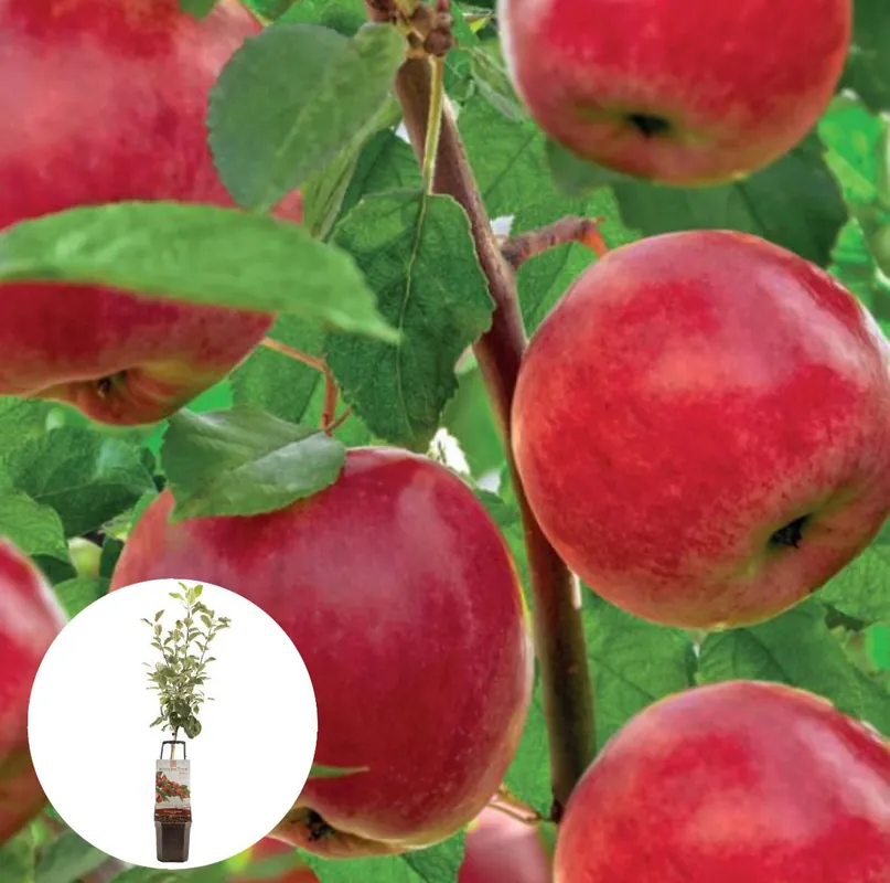Handappel Santana Patiofruit - Laatste dagen