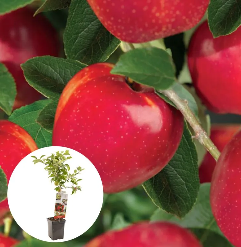 Deal - Rode handappel Summerred Patiofruit