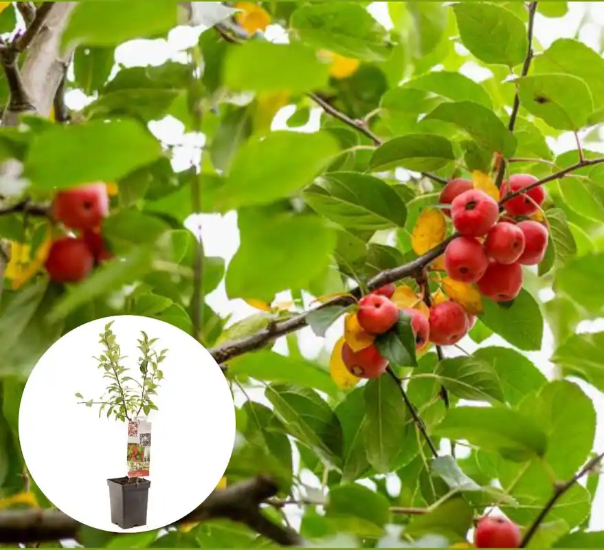 Rode sierappel Red Sentinel Patiofruit | Topprijs